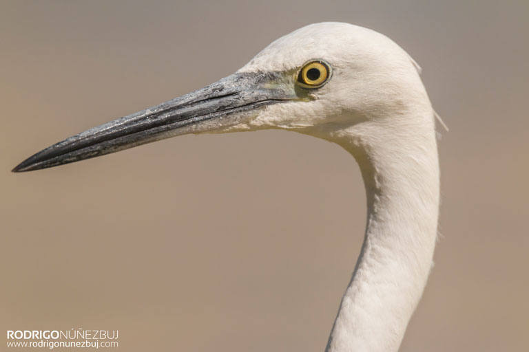 Garceta común - Egretta garzetta