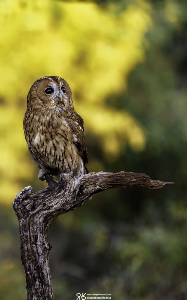 Cárabo - Strix aluco