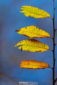 La bandera del otoño