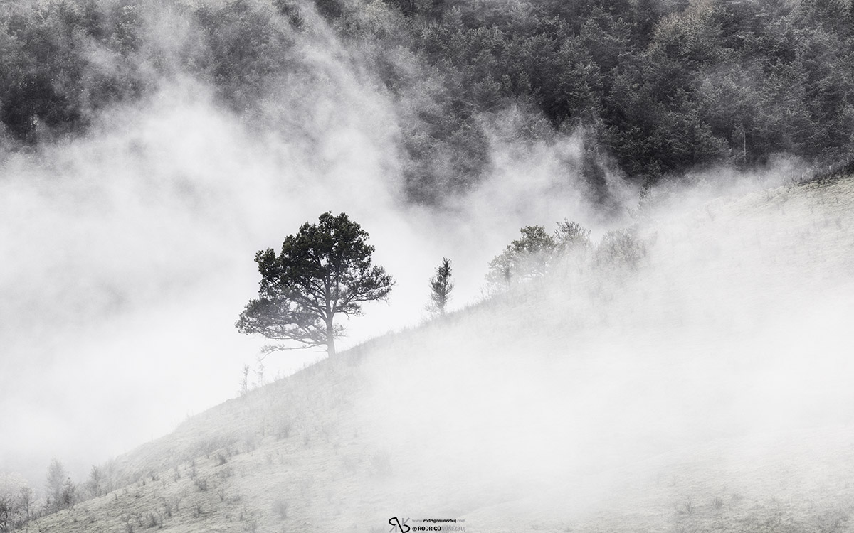 Árbol en la niebla